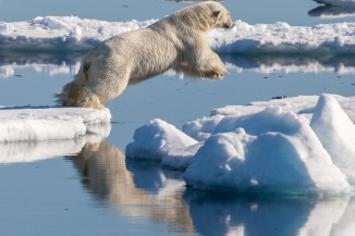 Polar bear Ursus maritimus in the drift ice region north of Svalbard 3