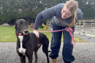 ERIKA AND GREYHOUND