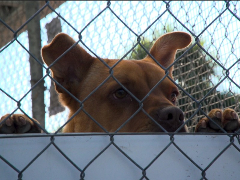 Dog at Dogwatch